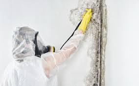 Best Mold Removal for HVAC Installations in USA